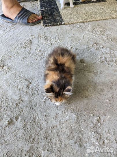 Котята в добрые руки бесплатно