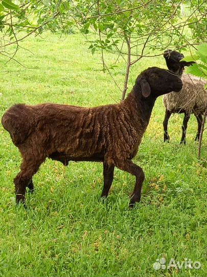 Продаю гиссара