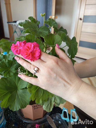 Пеларгония