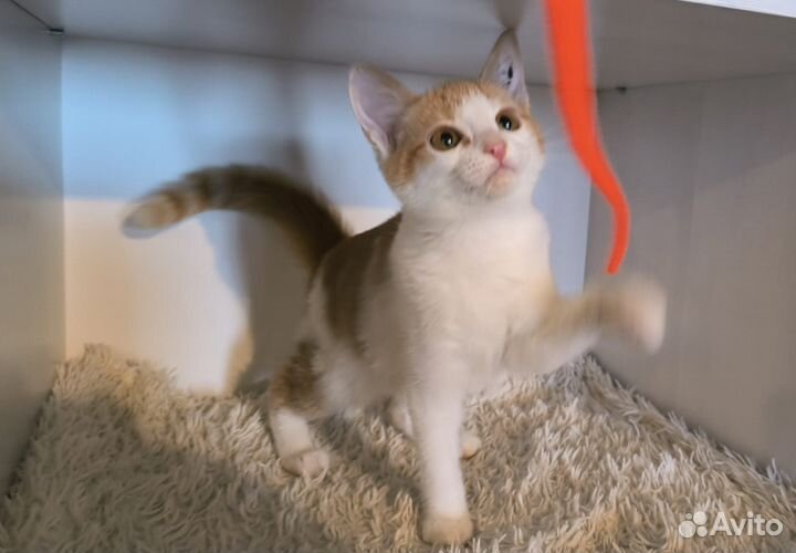 Котёнок девочка в ответственные ручки