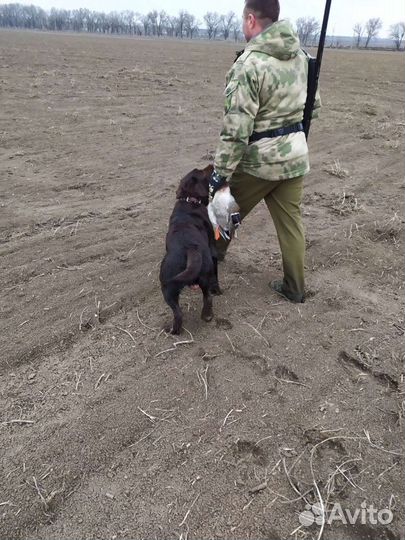 Вязка лабрадор