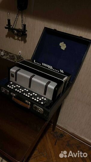 Баян вологодский