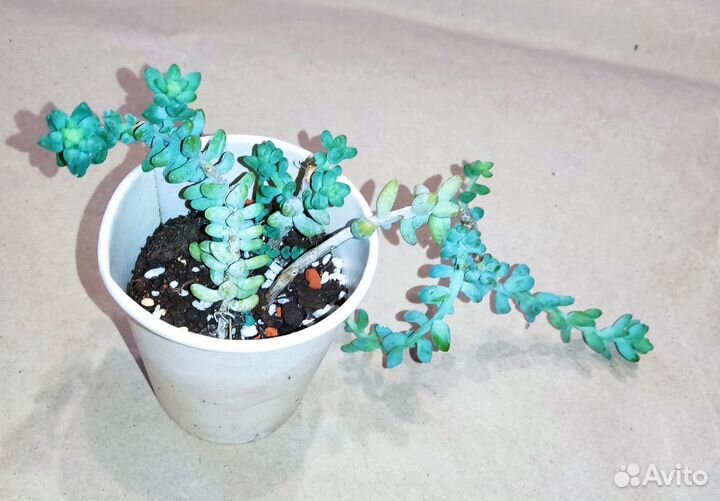 Седум бурито