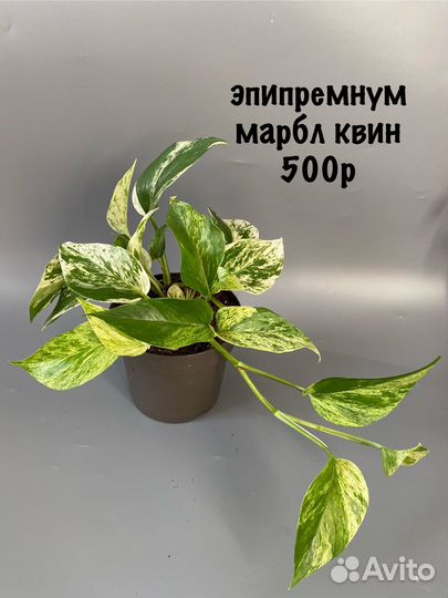 Эпипремнум марбл квин