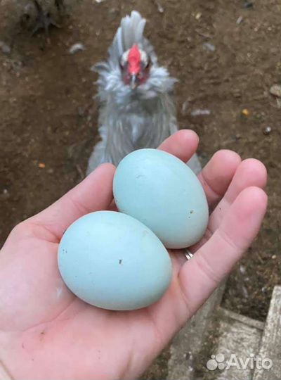 Цветное яйцо амераукана, Маран, лакеданзи