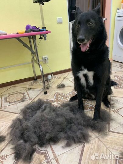 Услуги грумера