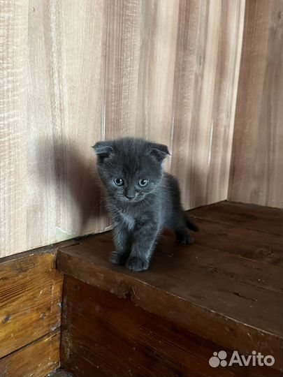 Британские котята