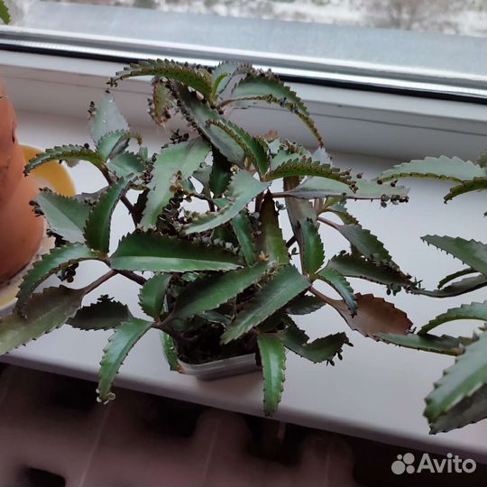 Каланхоэ лечебное