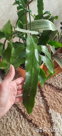 Эпифиллум Оксипеталум