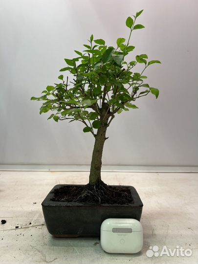 Бонсай кармона 15/20 в керамике