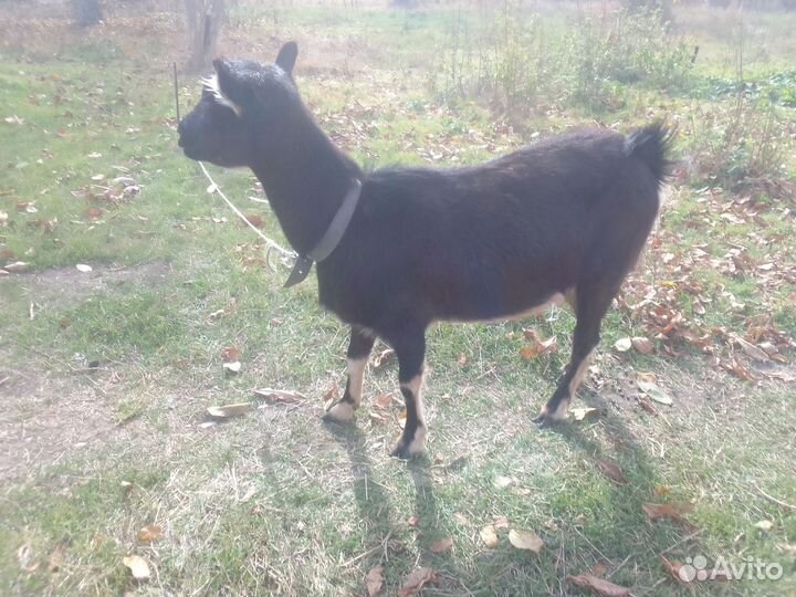 Коза дойная