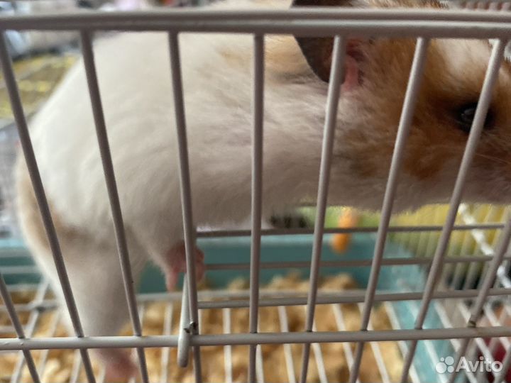 Сирийский хомяк с клеткой