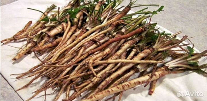 Корень одуванчика и лопуха (майский)