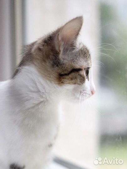 Серо белый котенок