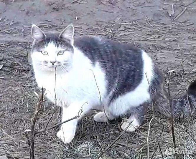 Кошечка Марта