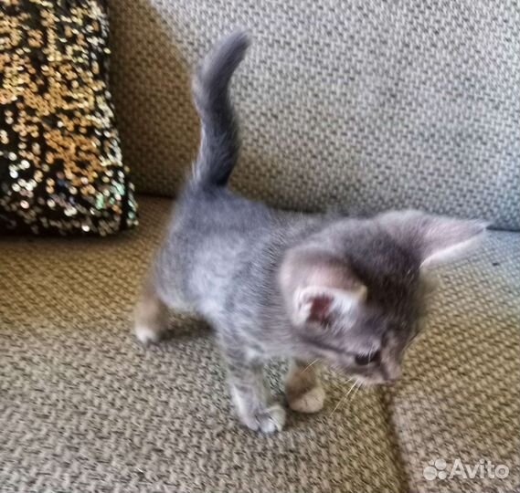 Отдам в добрые,любящие руки котят