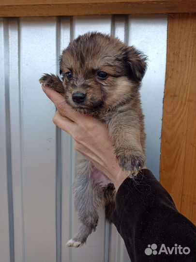 Щеночки в добрые руки