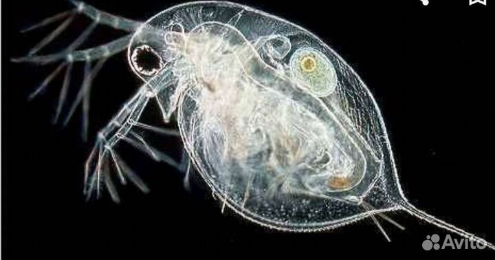 Дафния, инфузория, аулофорус, нематода, тетрамин