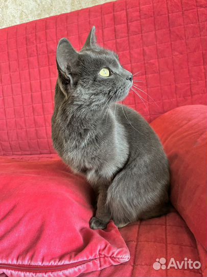 Молодая красавица кошка