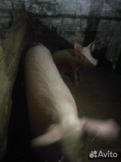 Поросенок ландрас