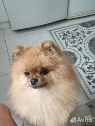 Померанский шпиц мальчик
