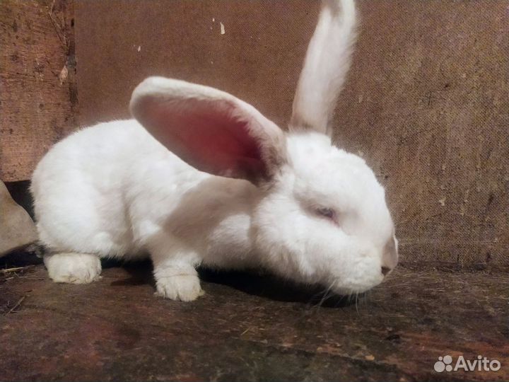 Кролики на племя или мясо