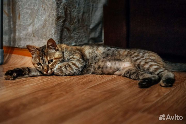 Кошечка в добрые руки
