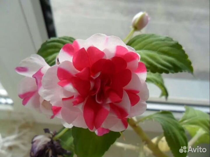 Шлюмберга.Гиппеаструм. Хойя