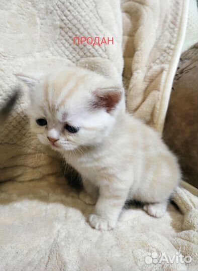 Котята шотландские чистокровные