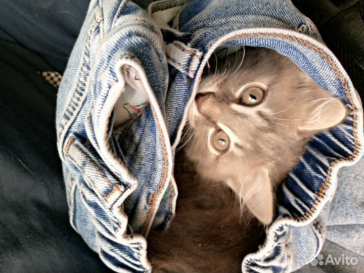 Отдам котенка балованного:)