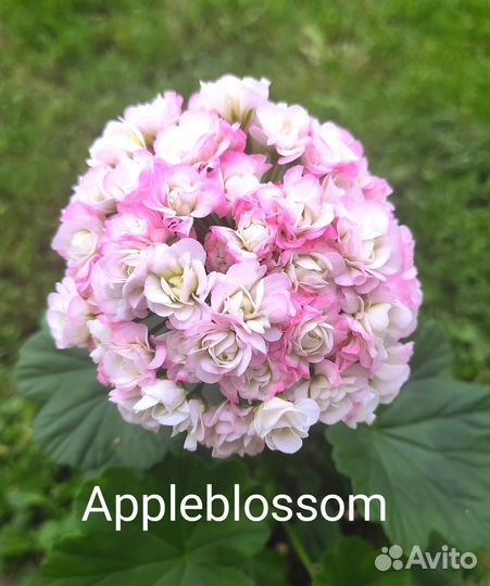 Пеларгония герань сортовая