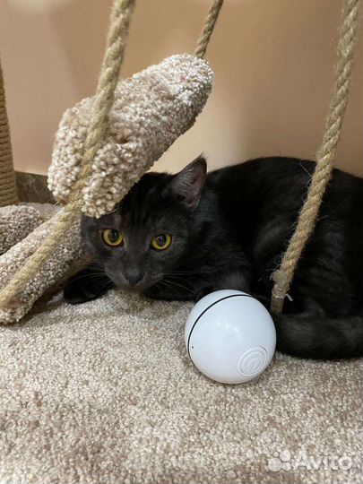 Молодой кот ищет дом