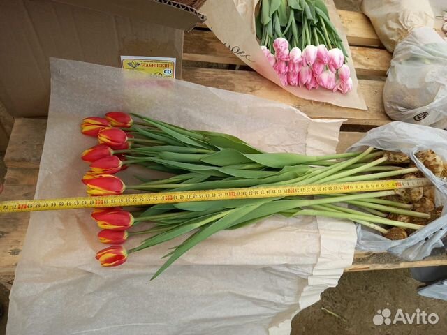 Тюльпаны к 8 марта 2024 г оптом объявление продам