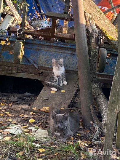 Красивые котята