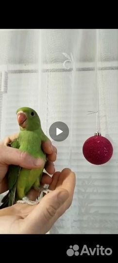 Птенцы корелл