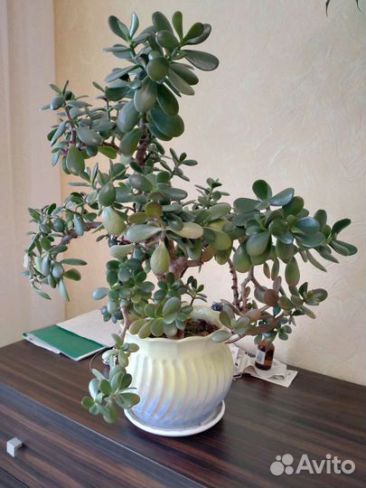 Комнатные цветы