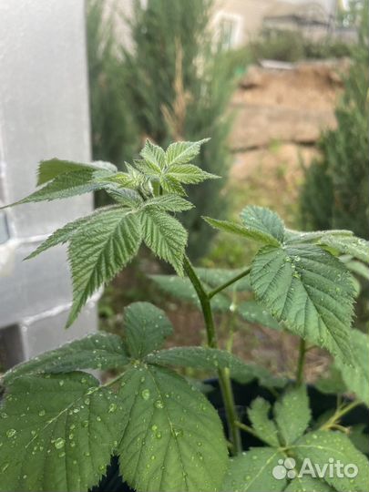 Безшипная ежевика