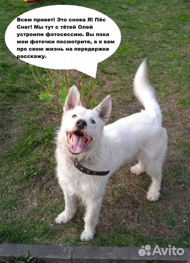 Классный пёс
