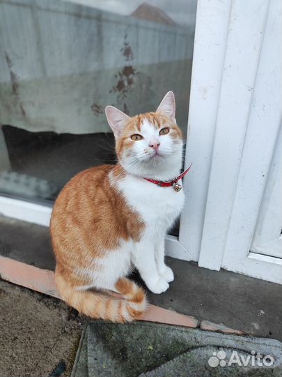 Кошка в дар