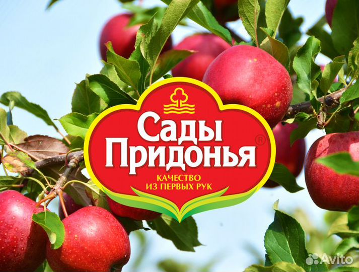 Сортировщик яблок