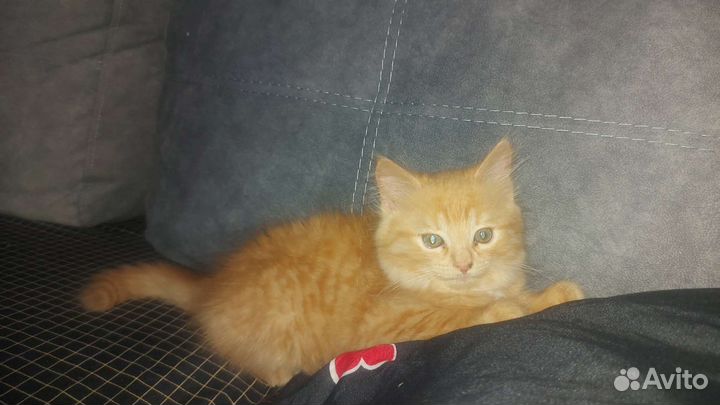 Шотландский прямоухий котенок