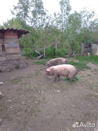 Свинка на мясо