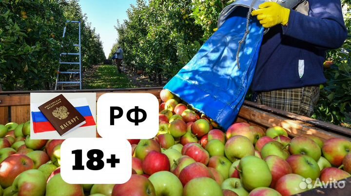 Сборщик яблок без опыта на Вахту в Липецк