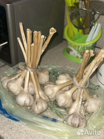 Озимый чеснок