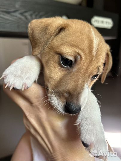 Чистокровные Щенки Джек Рассел терьер