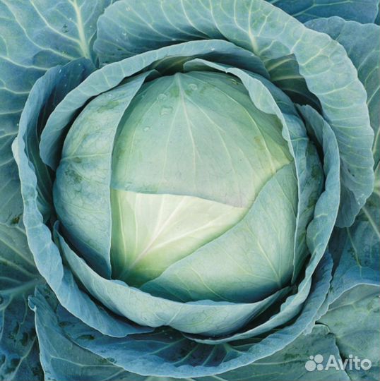 Семена Капусты Агрессор