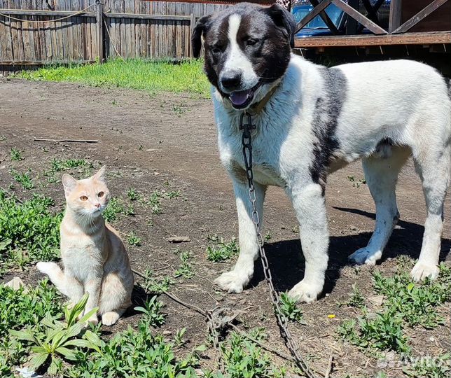 Домашние животные собаки в добрые руки