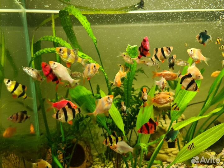 Продам рыбок