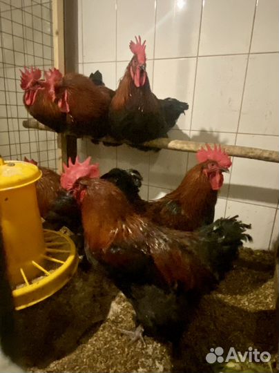 И/яйцо, цыплята, петухи. Маран,амераукана
