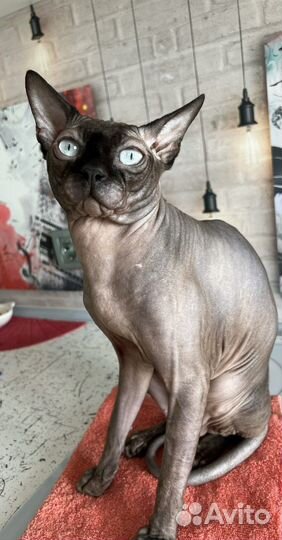 Вязка сфинкс